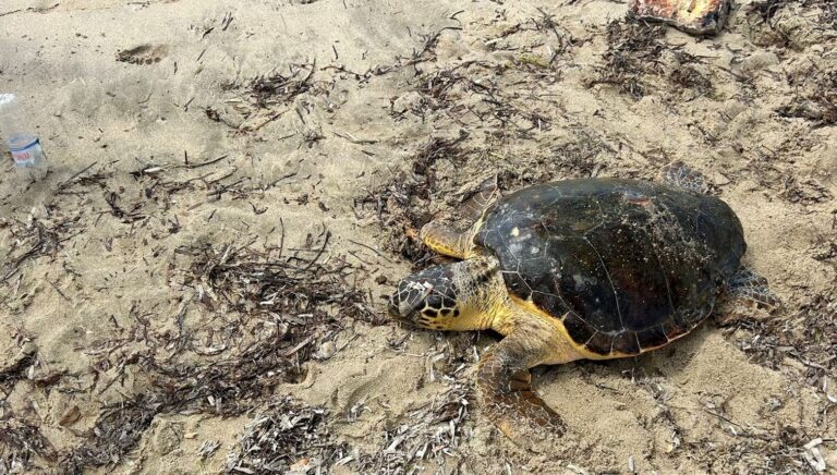 edirnede yarali bulunan caretta caretta tedaviye alindi FPRnq6HT