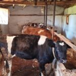 sap alarmi devrede ilce karantinaya alindi C3iTmxzA