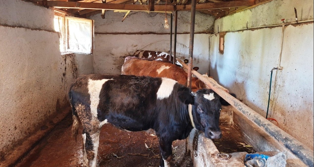 sap alarmi devrede ilce karantinaya alindi C3iTmxzA