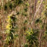 amasyada kenevir uretimi dususte n4qeTs58.jpg