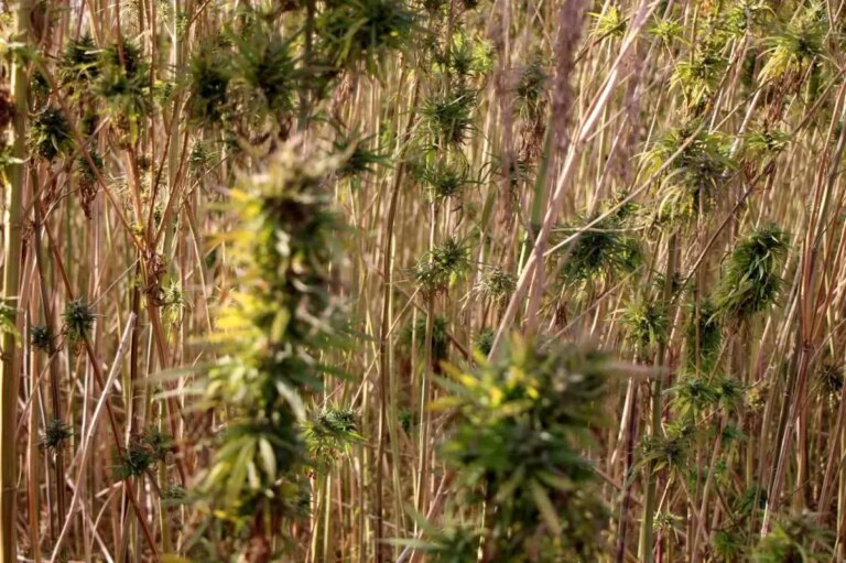 amasyada kenevir uretimi dususte n4qeTs58.jpg