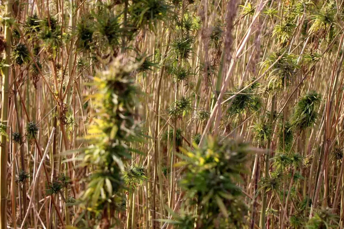 amasyada kenevir uretimi dususte n4qeTs58.jpg