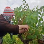 beypazarinda bag bozumu ve pekmez yapimina baslandi 42u4sUhZ