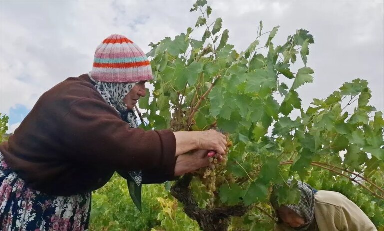 beypazarinda bag bozumu ve pekmez yapimina baslandi 42u4sUhZ