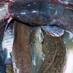 cikan selde servet sahibi oldu yakaladigi devasa baliklar zengin etti EPNw3CNg.jpg