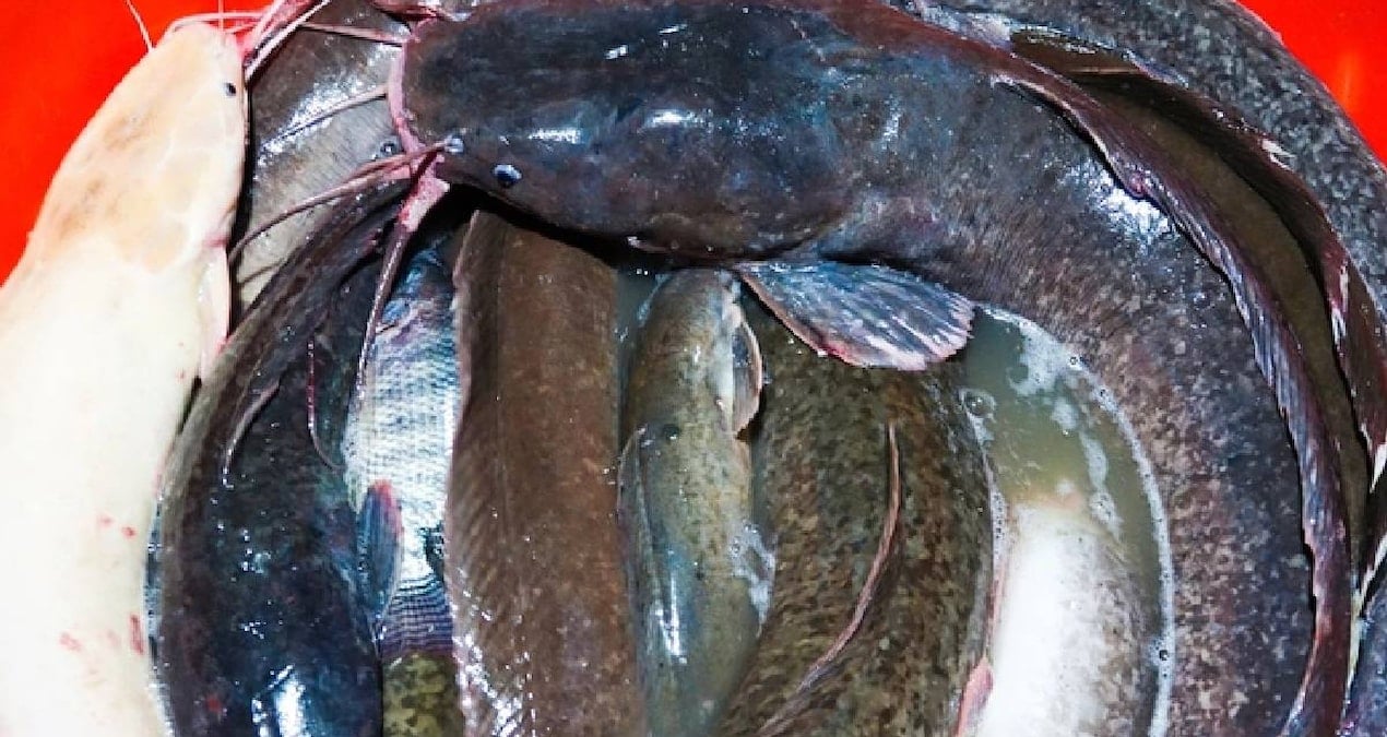 cikan selde servet sahibi oldu yakaladigi devasa baliklar zengin etti EPNw3CNg.jpg