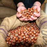 giresunda findik fiyatlari haftayi 315 liradan kapadi dsB231Er