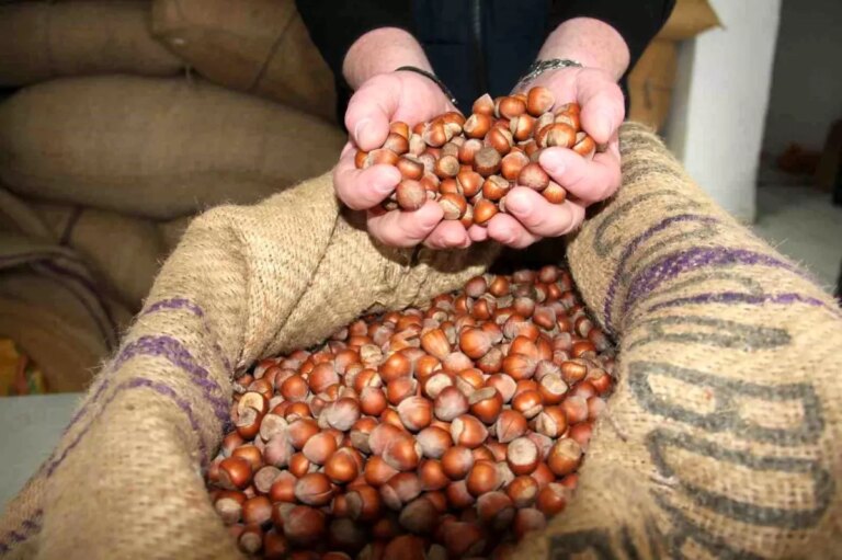 giresunda findik fiyatlari haftayi 315 liradan kapadi dsB231Er