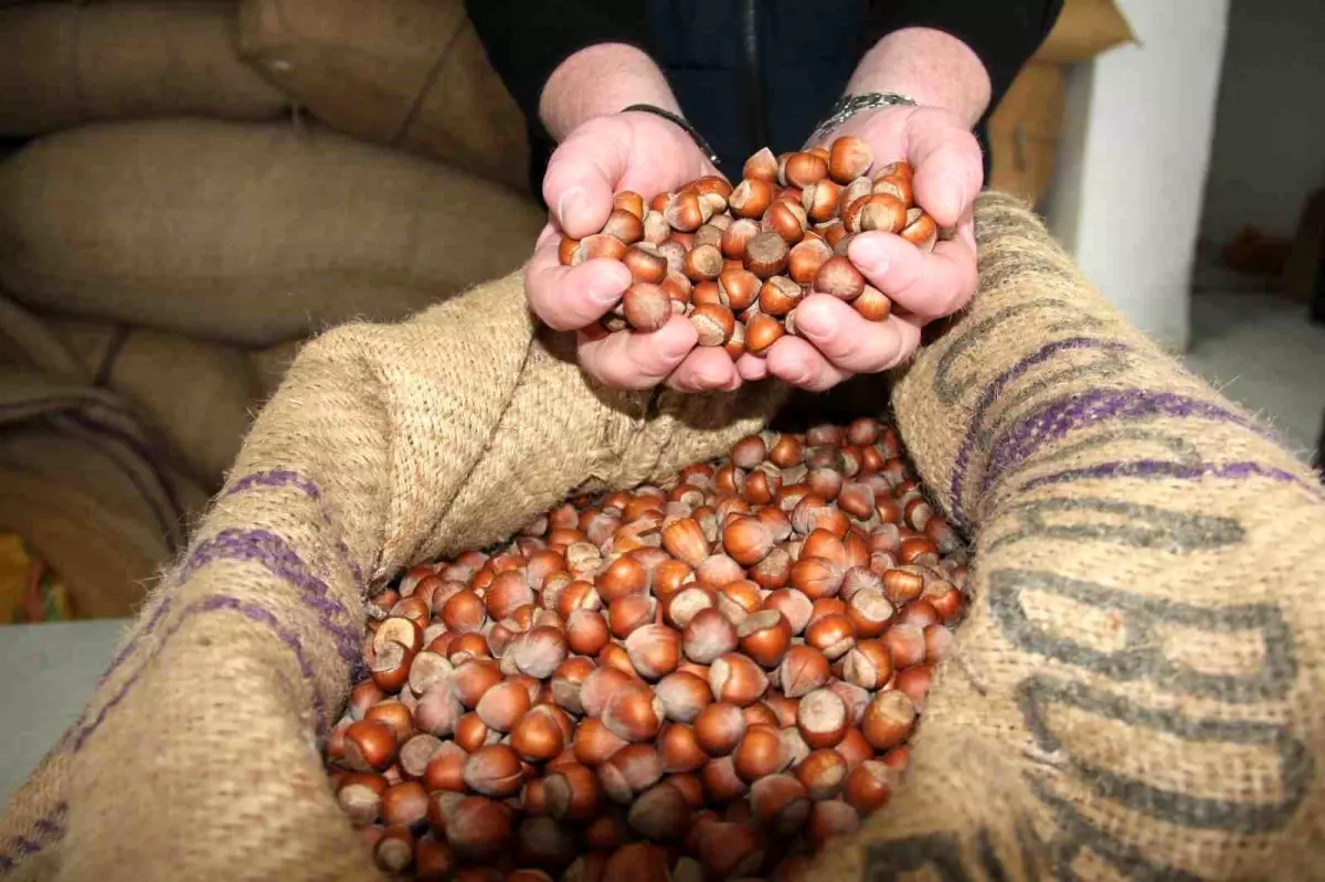 giresunda findik fiyatlari haftayi 315 liradan kapadi dsB231Er