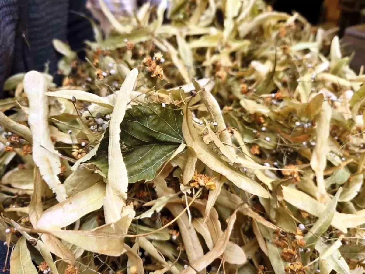 ihlamur kis aylarinin vazgecilmezi kilosu 1500 tl FGIsPwUu