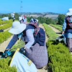 kocaelide tibbi ve aromatik bitki hasadina baslandi xpQnEVDF