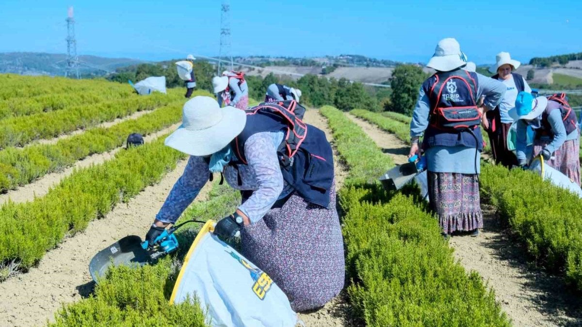 kocaelide tibbi ve aromatik bitki hasadina baslandi xpQnEVDF