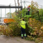 istanbul maltepede budama zamani rxhalAUI.webp