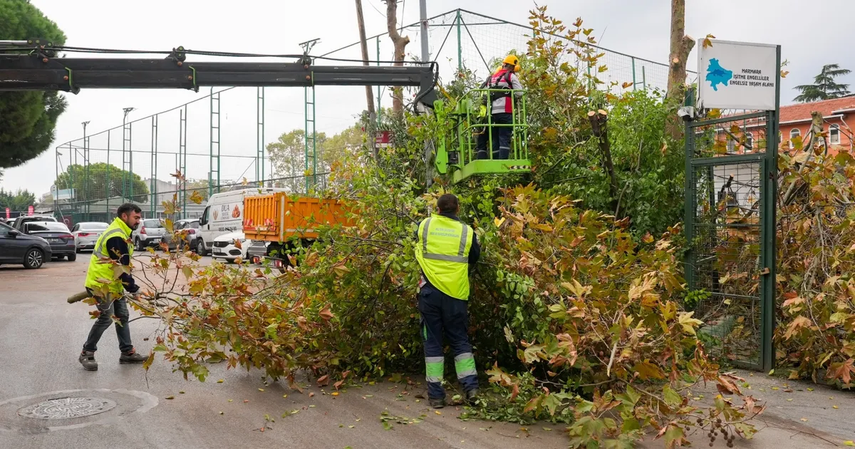istanbul maltepede budama zamani rxhalAUI.webp